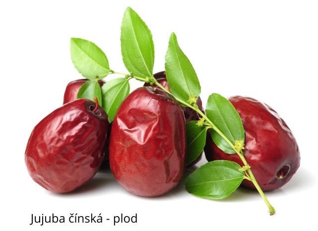jujuba čínská plod_1